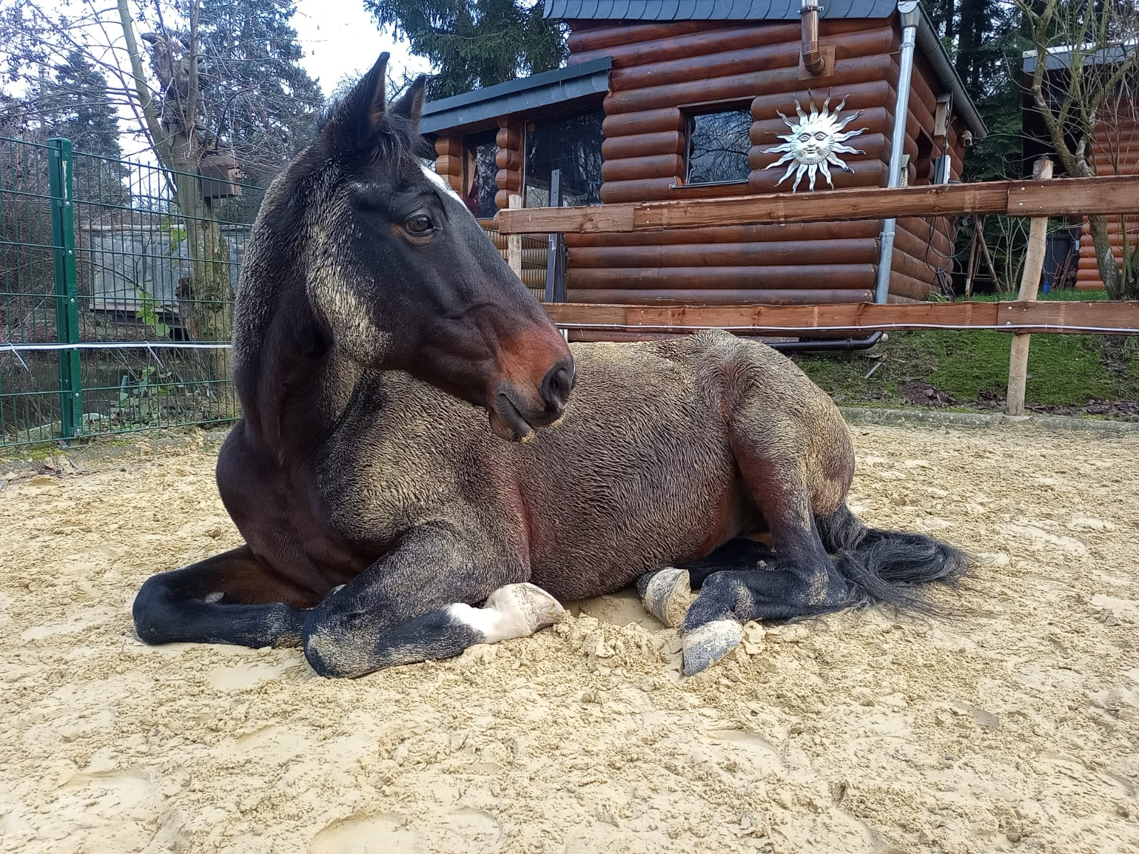 Liegendes Pferd auf dem Reitplatz vor einer Ranchhütte.