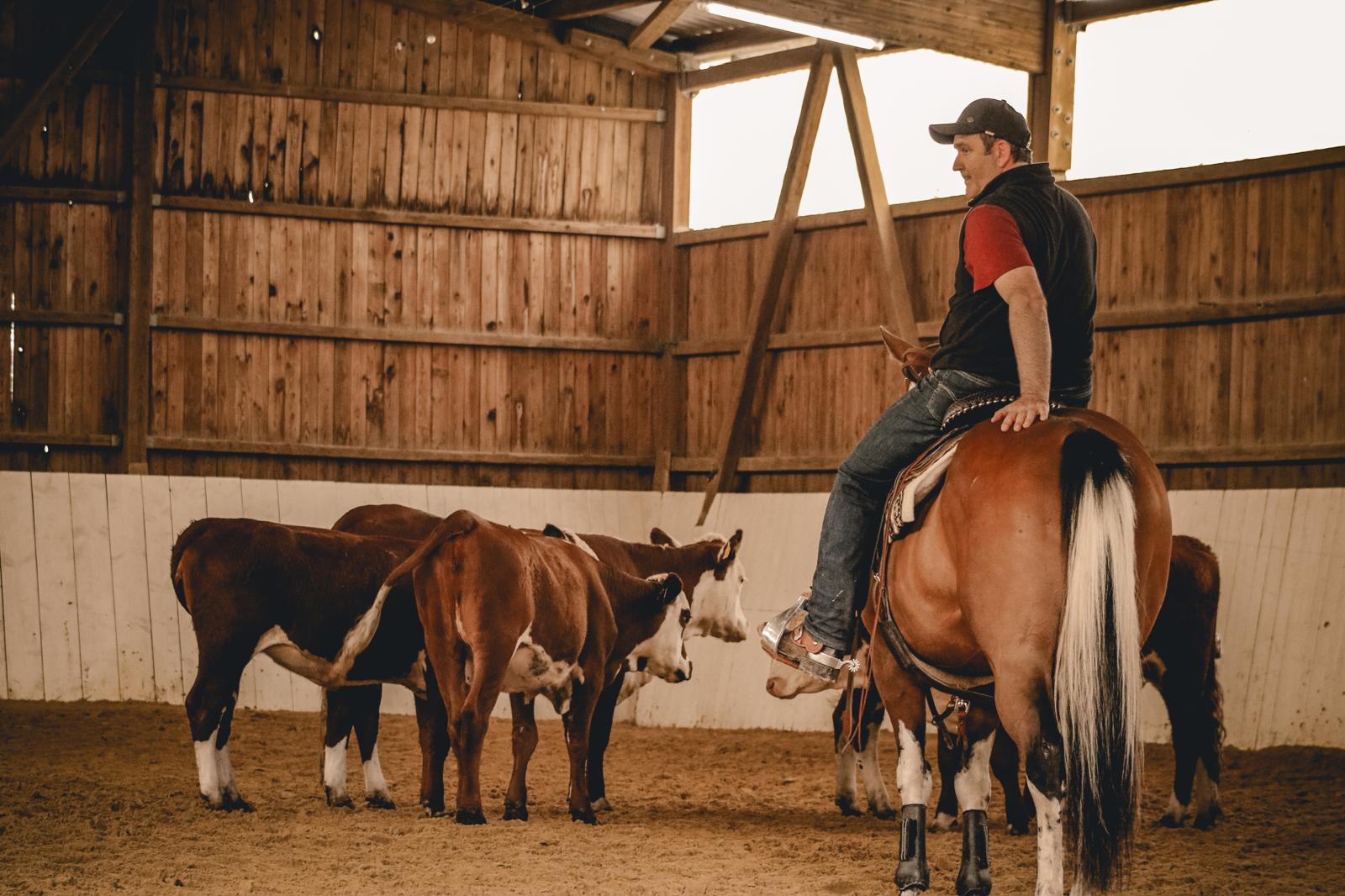 Westernreiter arbeitet mit Rindern in der Reithalle.